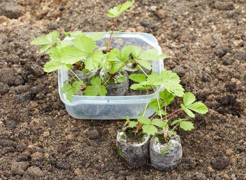 Как проращивать рассаду в домашних условиях: все способы и методы
