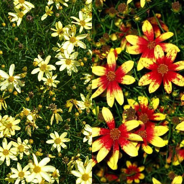 Цветок кореопсис: разновидности, описание, фото