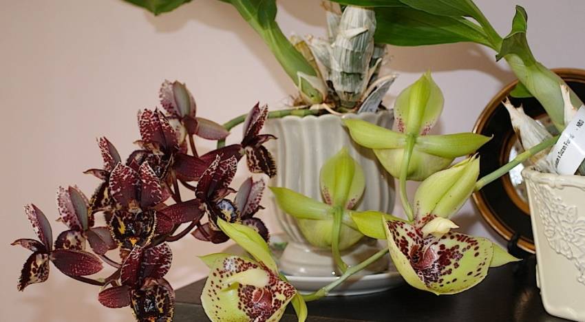 Особенности орхидеи катасетум, выращивание и уход