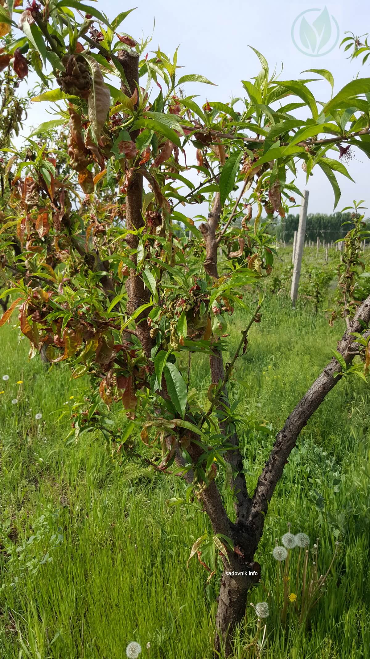 Курчавость листьев персика: что это за болезнь и как с ней бороться?