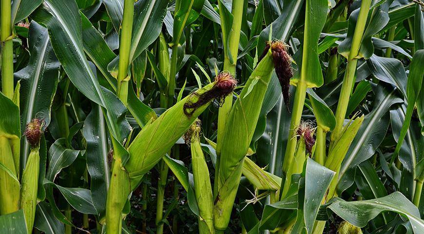 Самые благоприятные дни для посадки кукурузы в 2020 году по лунному календарю