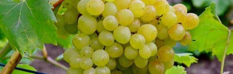 Описание и фото сорта винограда Велес