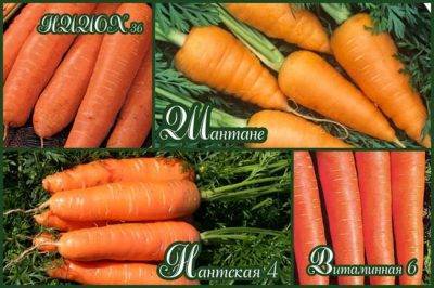 Посадка моркови в 2020 году: календарь, когда сажать