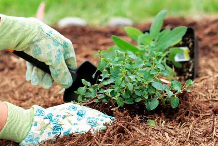 Выращивание мелиссы в саду, советы начинающим — разъясняем вопрос
