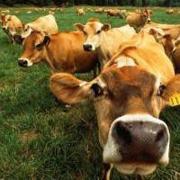 Порода коров «голштино-фризская»: особенности, продуктивность, уход, содержание и разведение