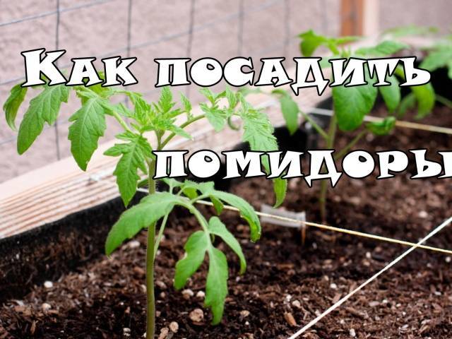 Подкормка рассады томатов и перца йодом