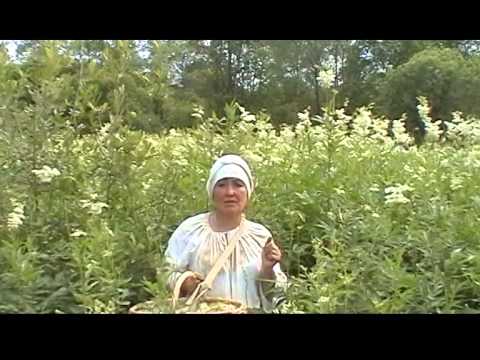 Лечебные свойства и противопоказания травы лабазник