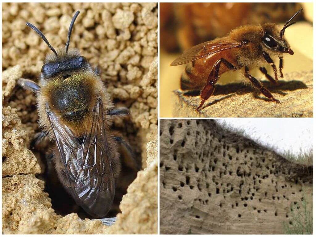 Устройства ульев для пчел, их особенности, конструкции и как выбрать