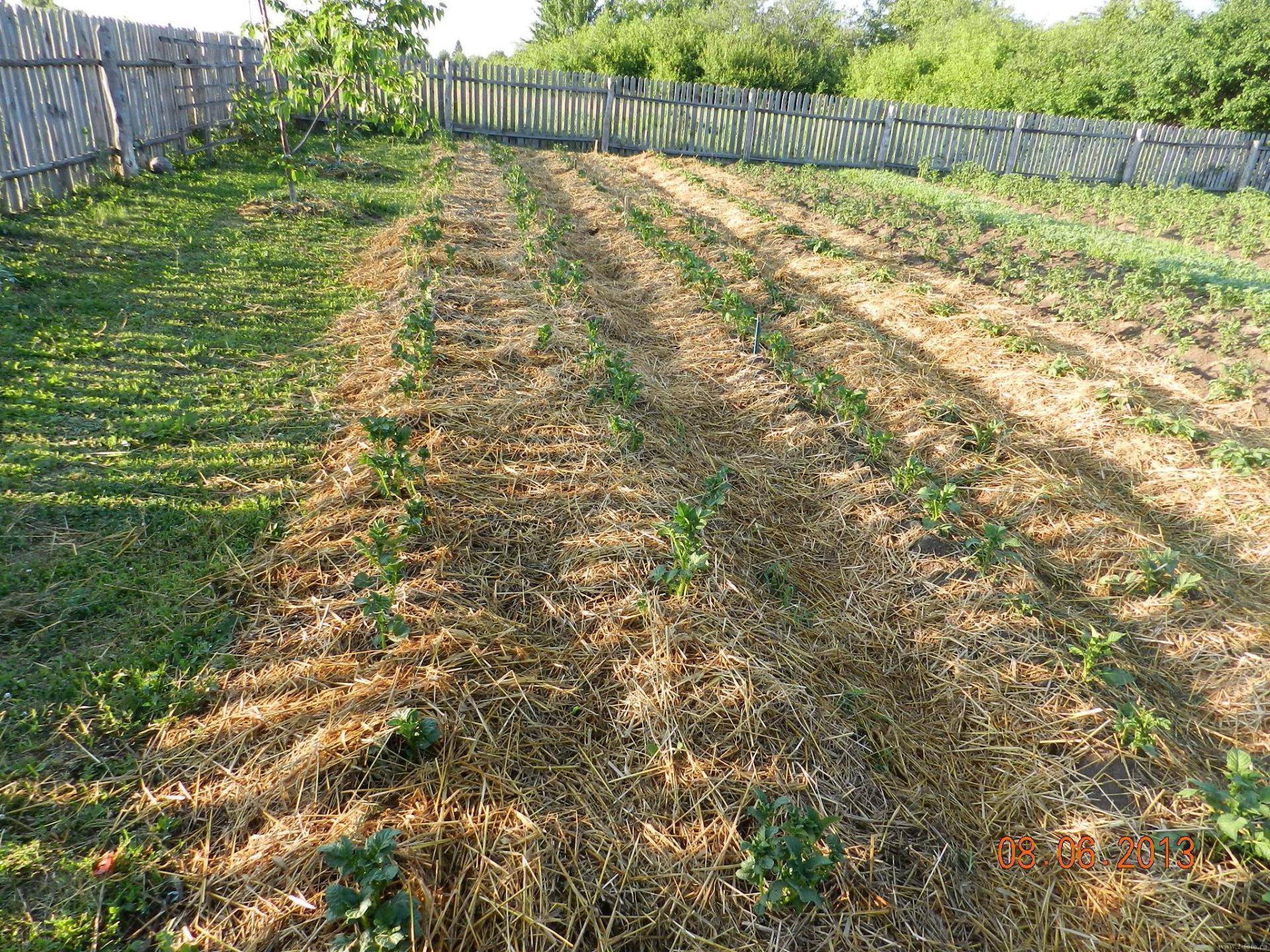 Как правильно посадить картофель под солому в огороде