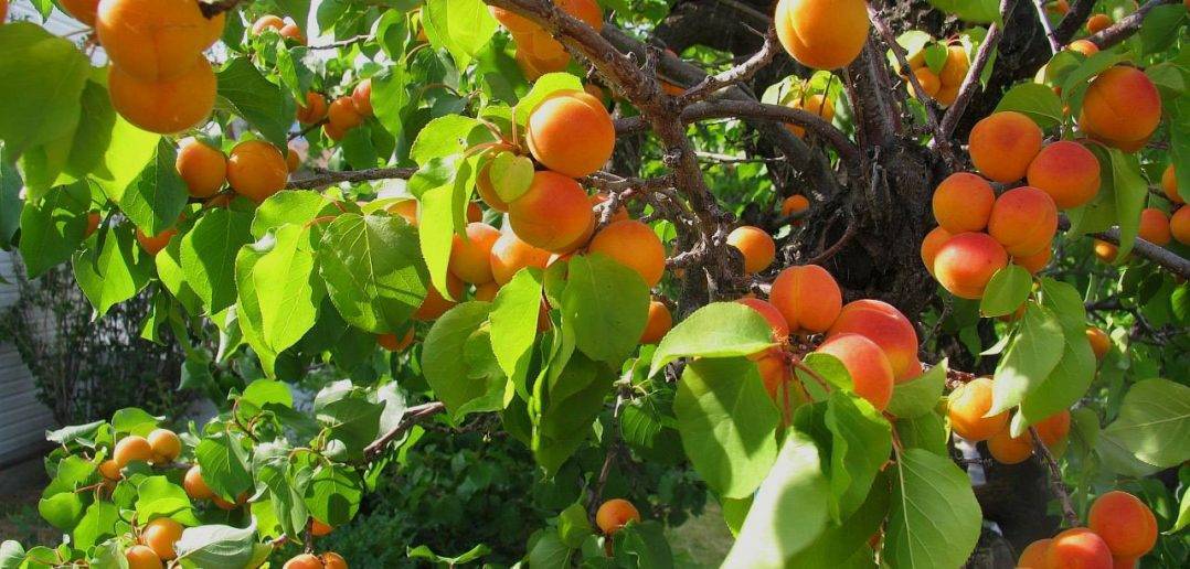 На какое дерево можно привить абрикос?