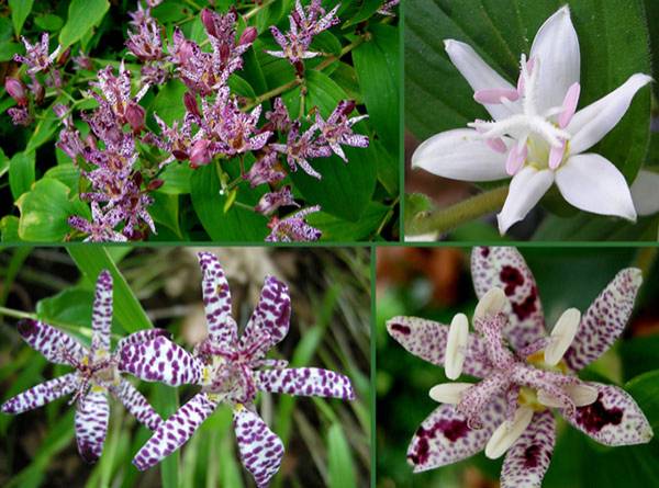 Садовая орхидея трициртис — выращивание и уход в саду, видео
