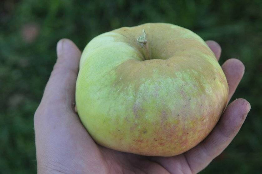 Яблони для урала - 7 лучших сортов