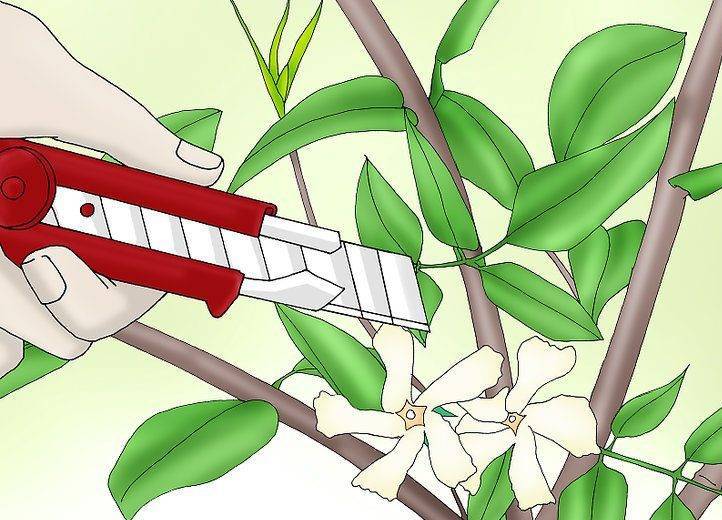 Если обрезать чубушник под корень он восстановиться. как ухаживать за садовым жасмином осенью
