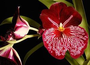 Яркая орхидея венерин башмачок (пафиопедилум) — фото и описание сорта