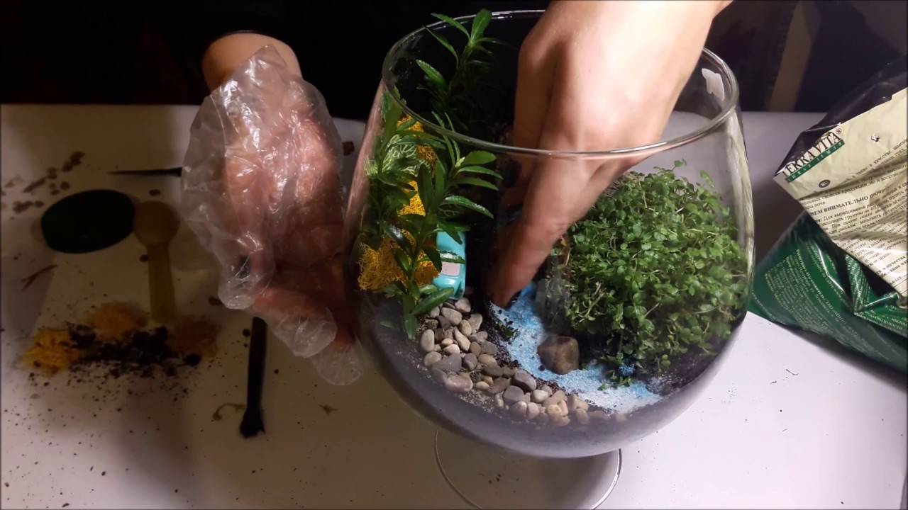 Пошаговая инструкция изготовления флорариума своими руками
