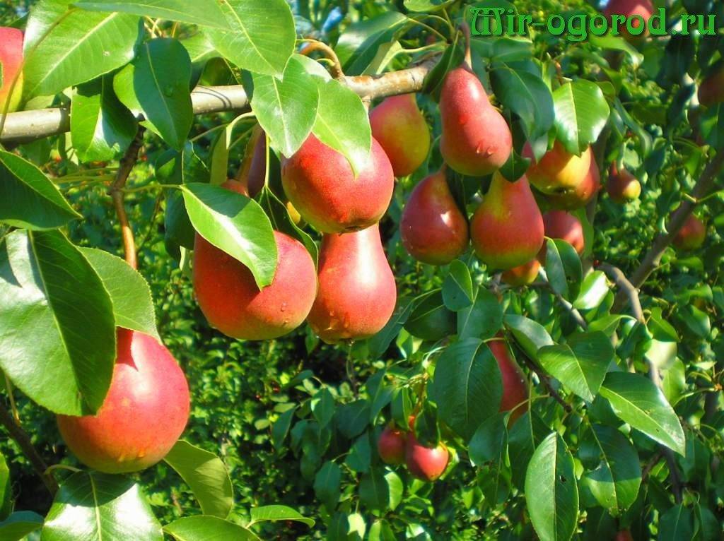 Все о том, как размножить яблоню: выбор технологии и особенности