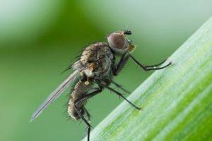 Как бороться с луковой мухой: 10 средств на скорую руку