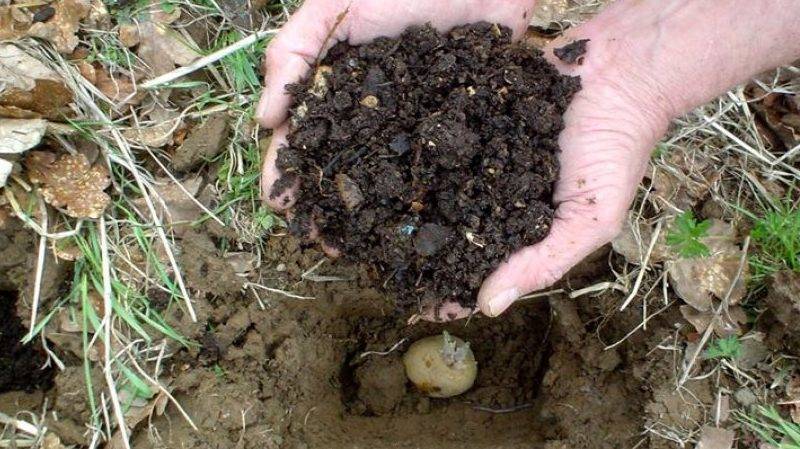 Почва для картофеля
