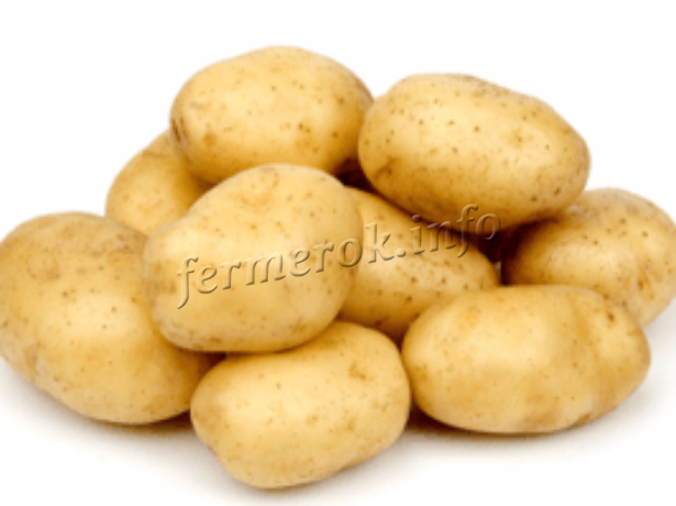 Лучшие сорта картофеля