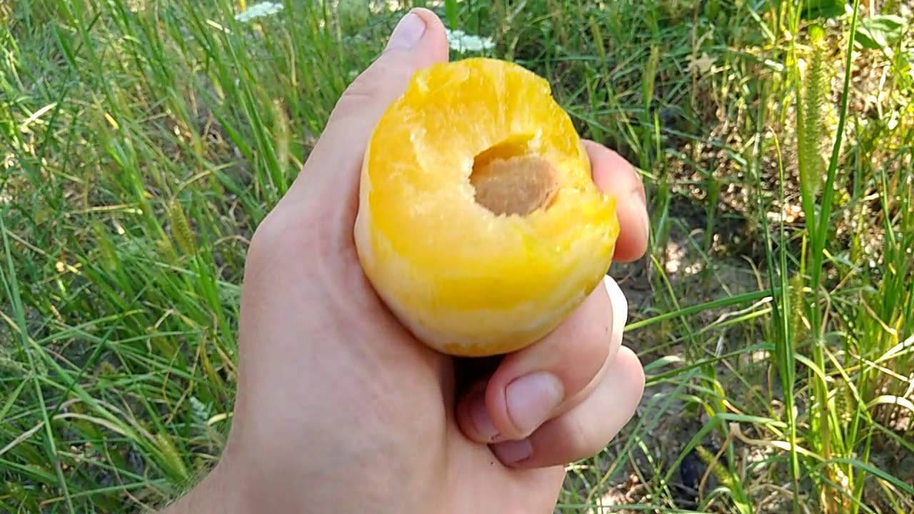 Лучшие сорта желтой сливы (для подмосковья и не только)