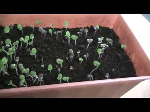 Учимся выращивать базилик из семян в комнатных условиях