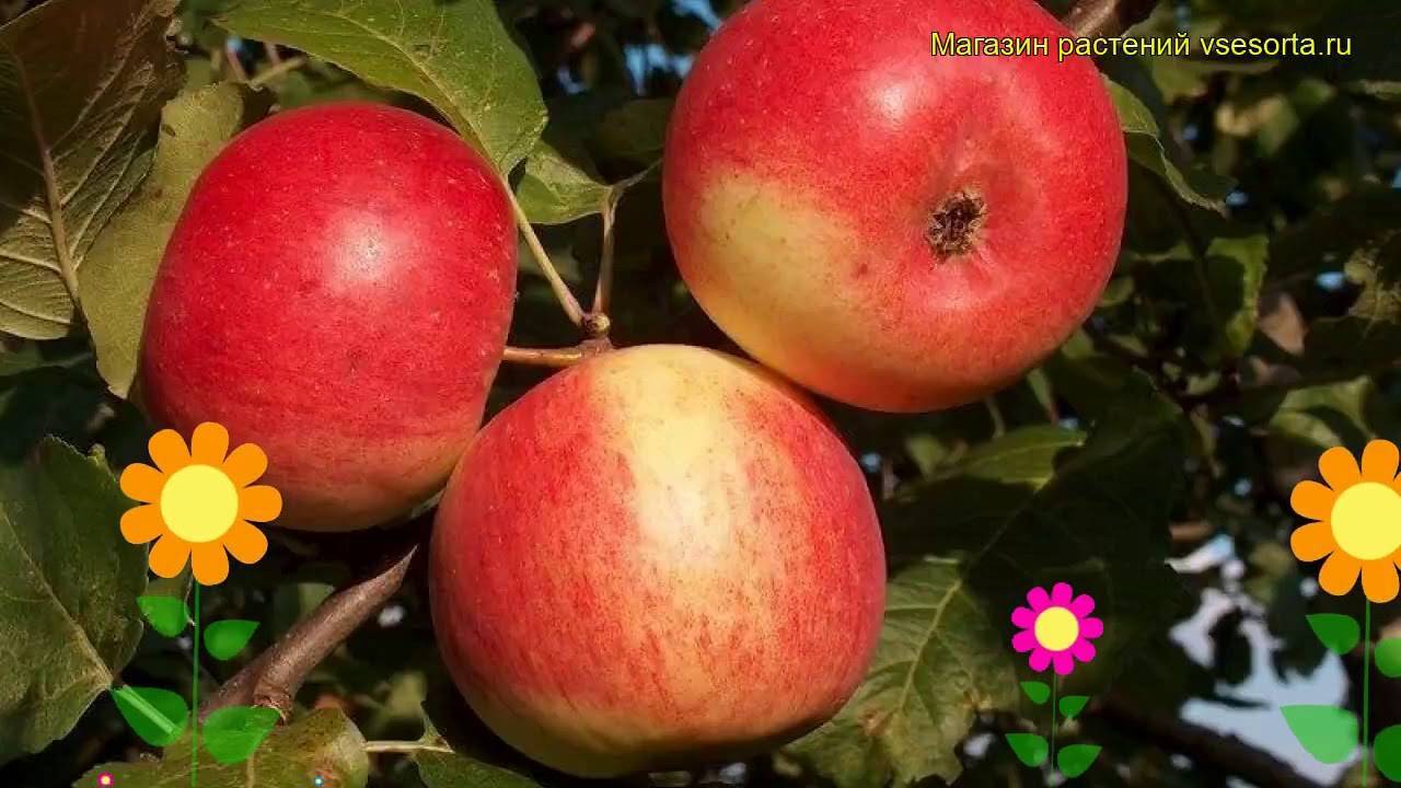 Вкусная яблоня Серебряное копытце в вашем саду
