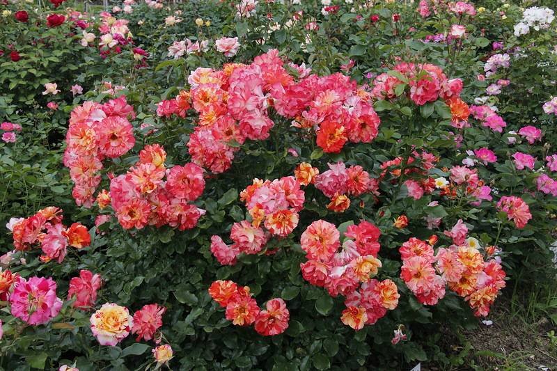 Что такое полиантовые розы?
