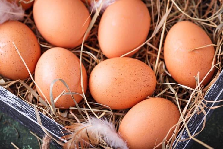 Правильная инкубация яиц цесарки: полезные советы