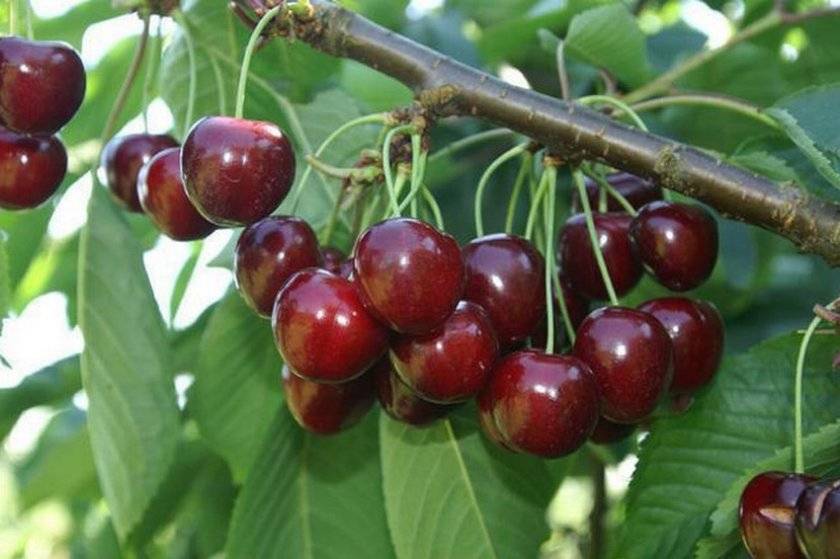 Особенности вишни сорта шоколадница и нюансы её выращивания