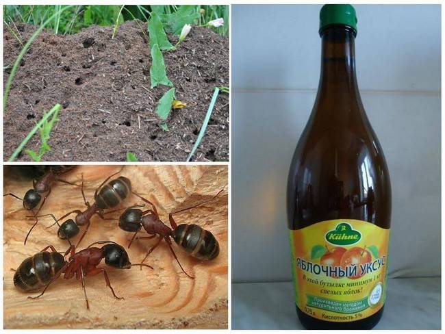 Как вывести муравьев отравой с борной кислотой