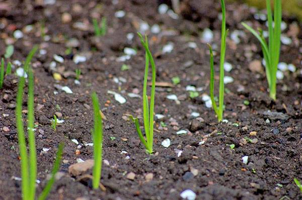 5 правил посадки лука севка весной