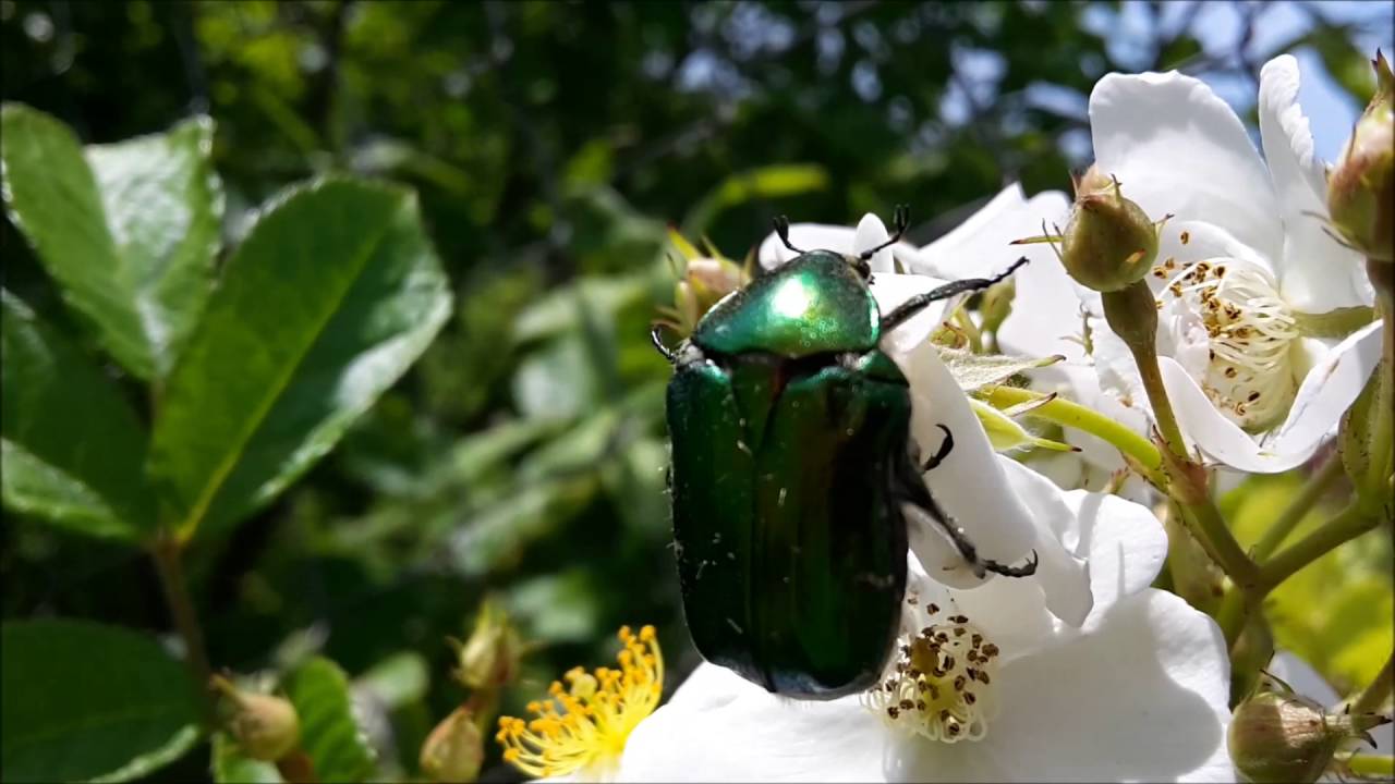 Бронзовка золотистая – красивое насекомое или опасный враг цветов?