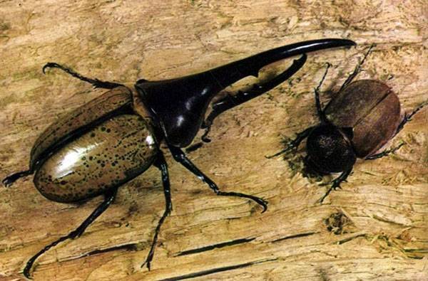 Происхождение и описание жуков-дровосеков. разнообразие и иные факты об этих насекомых
