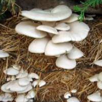 Какие грибы растут на пеньках. особенности выращивания грибов на пнях