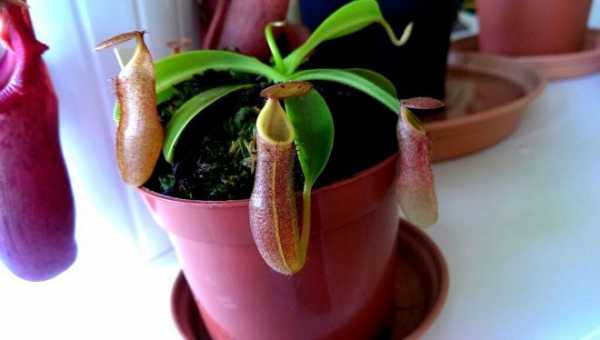 Растение хищник непентес — уход в домашних условиях