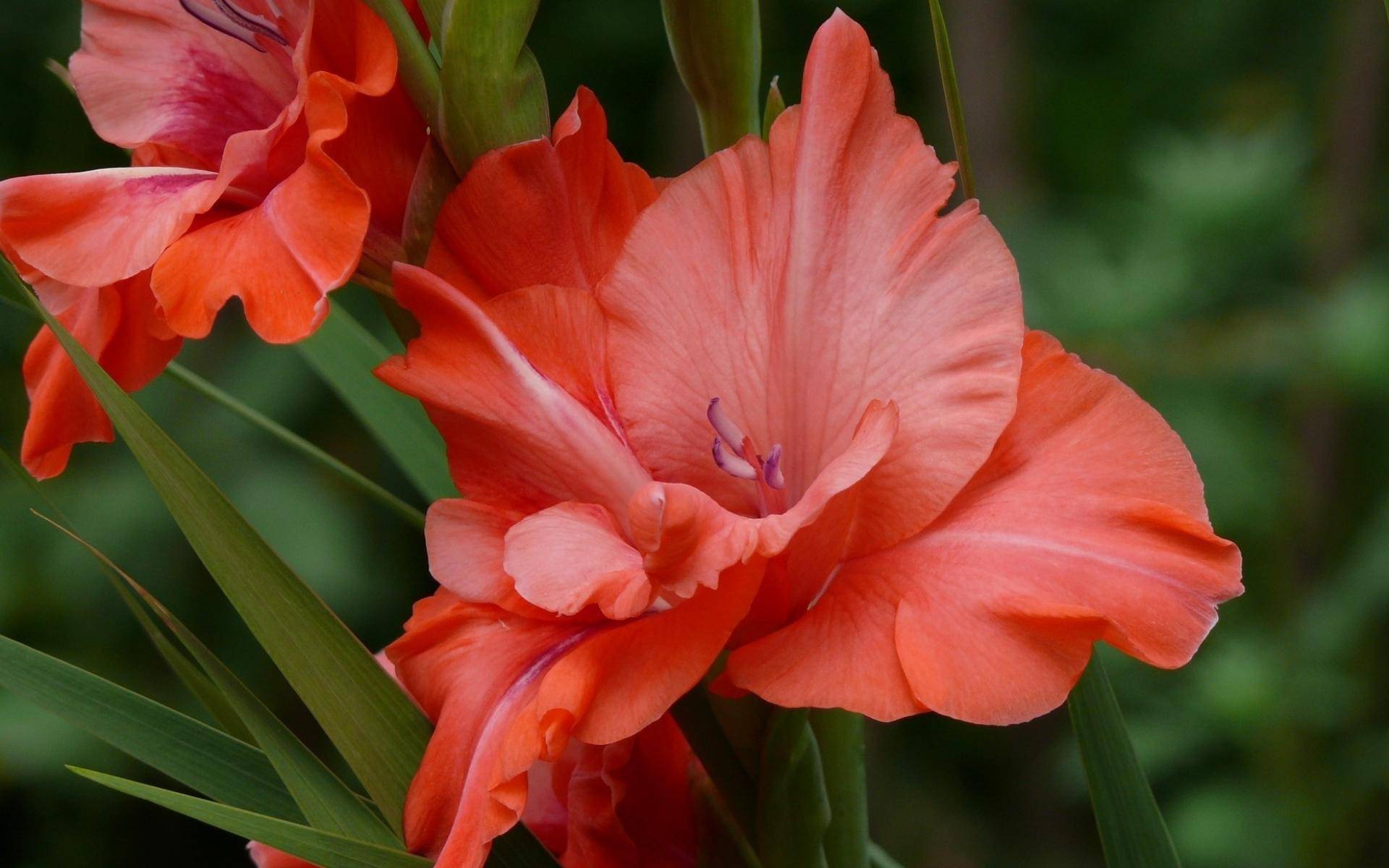 Секреты весенней посадки гладиолусов как залог летнего цветения
