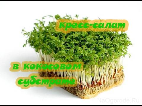 Как вырастить кресс-салат на даче, уход за растением в открытом грунте