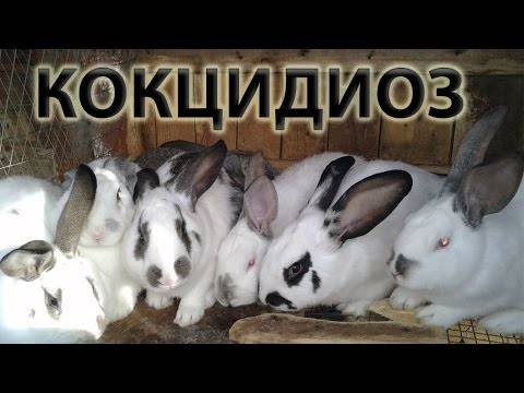 Кокцидиоз у кроликов: профилактика, как лечить
