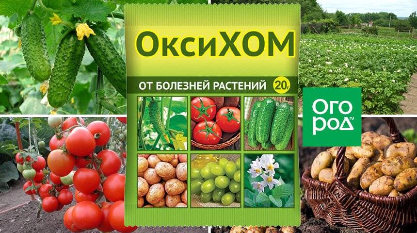 Средство для защиты овощных культур от болезней хом