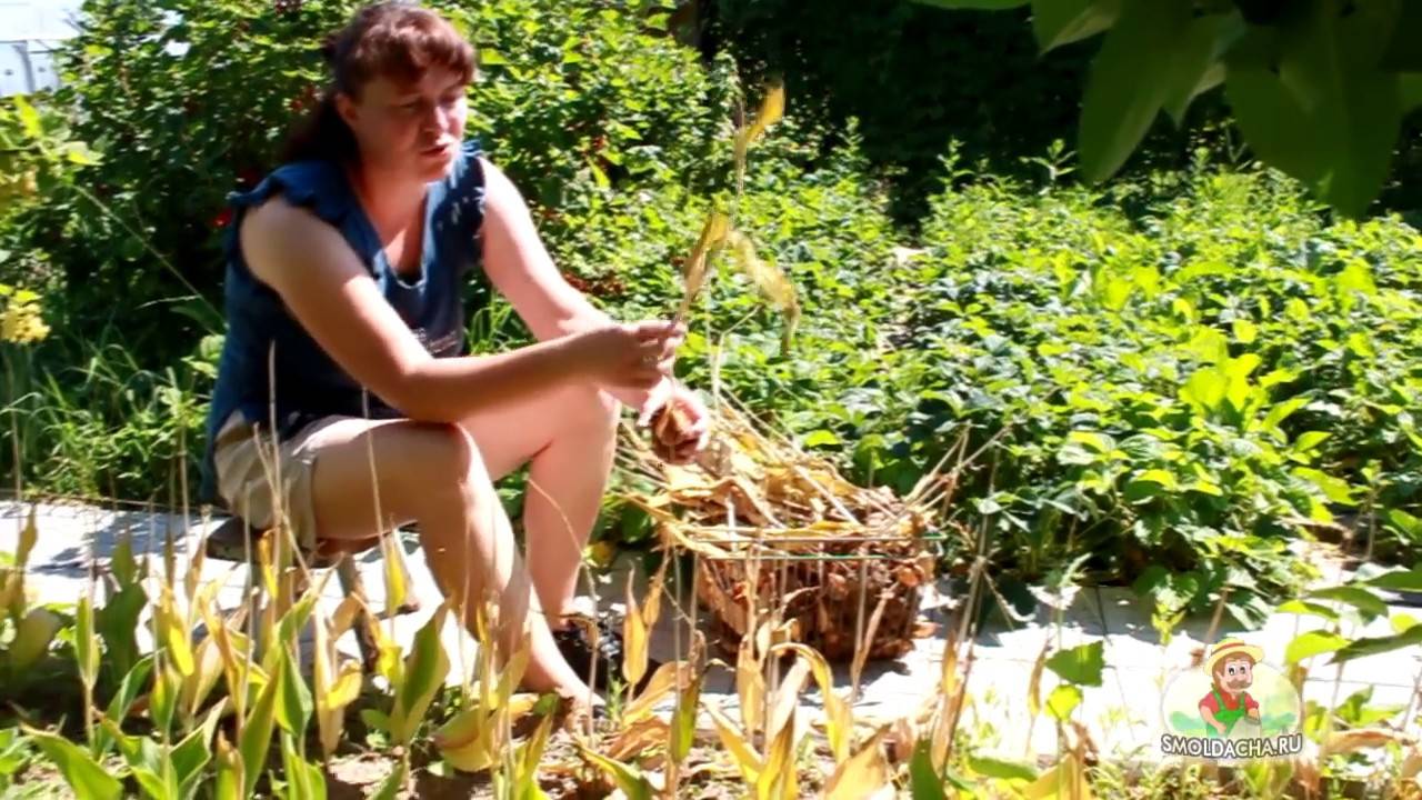 Когда выкапывать тюльпаны и как хранить до посадки осенью их луковицы
