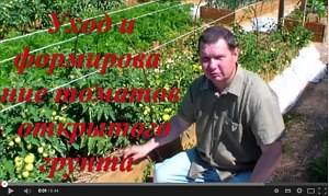 Уход за помидорами в открытом грунте от посадки до урожая