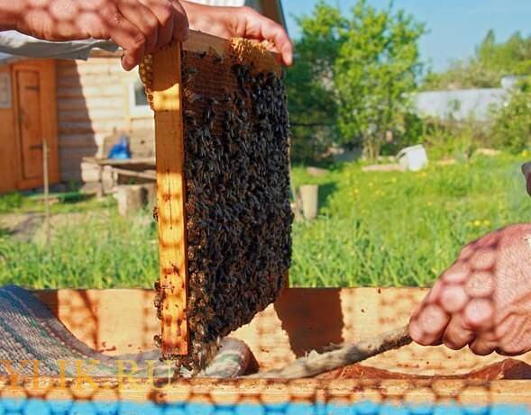 Тонкости пересадки пчел в новые ульи
