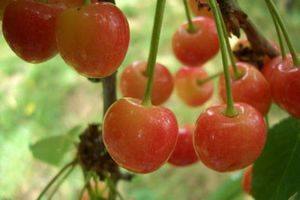 Популярные сорта вишни для выращивания в подмосковье