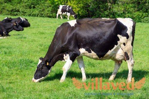 Выбираем породу коров для личного подсобного хозяйства