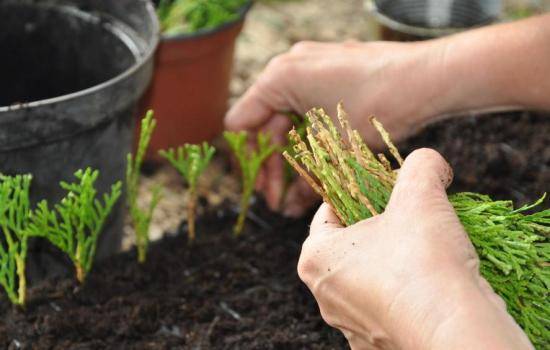 Личный опыт: как размножить зелеными черенками трудноукореняемые растения