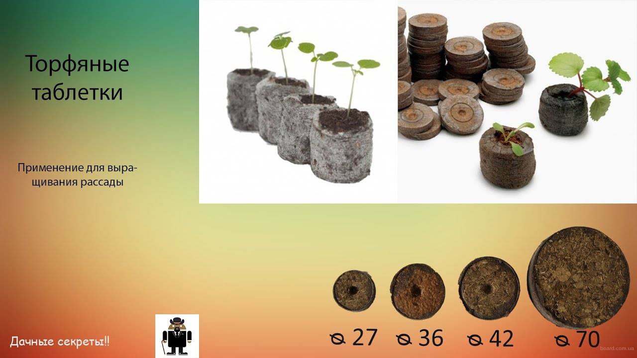 Как посадить петунии в торфяные таблетки: поэтапная инструкция с фото