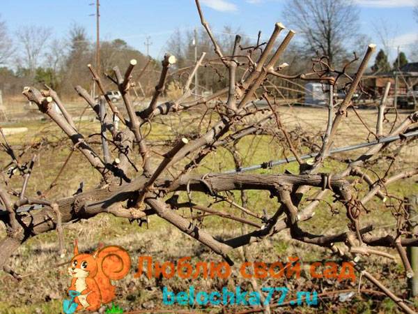 Технология выращивания винограда и правила по уходу