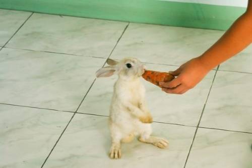 Как дрессировать кроликов: приручение, трюки, видео