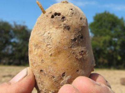 Кто такой проволочник в картошке и как избавиться от него на участке?
