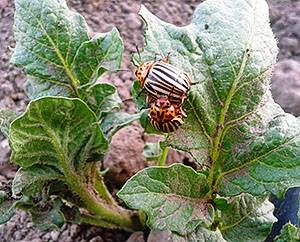 Как избавиться от колорадского жука на картошке: самые эффективные способы